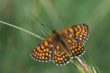 Closeup on a colorful orange Fritillary butterfly, Melitaeawith spread wings against a blurred green meadow