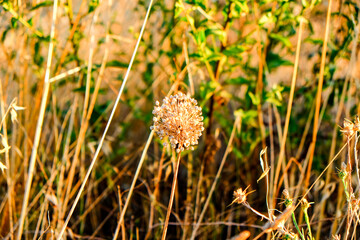 A spherical, dried allium flower head stands prominently amidst a blurred background of golden dry...