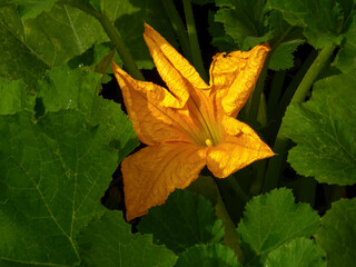 Bright Yellow Zucchini Blossom Surrounded by Lush Green Leaves