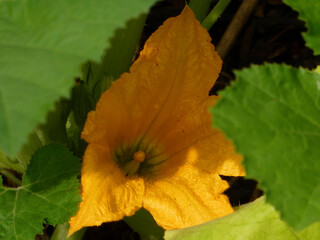 Bright Yellow Zucchini Flower Peeking Through Green Leaves