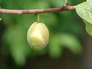 Single Developing Green Plum Hanging from a Branch