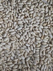 White beans spread out on a surface for examination, showing various shapes and sizes in natural light