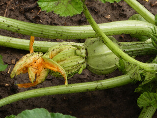 Young Zucchini Plant with Developing Fruit and Blossom