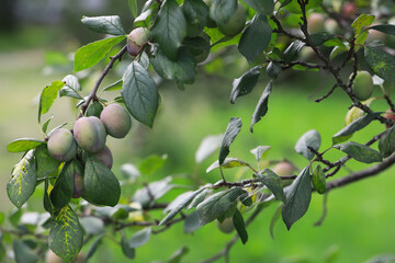 Close-Up of Unripe Plums on a Tree Branch in a Lush Green Garden