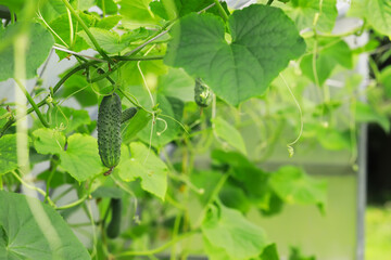 Cucumber Vine Plant Growing in a Greenhouse with Fresh Green Leaves and Unripe Vegetables