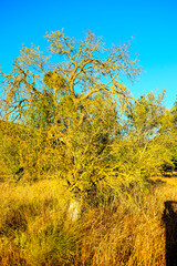 Fototapeta premium A distinctive old tree with both living branches and dead limbs stands in a field of dry, golden grass under a clear blue sky.