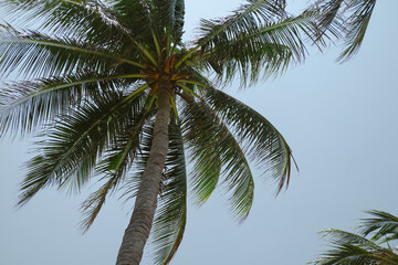 Palm trees low-angle 4k footage on a bright sunny day. Palm trees against the clear blue sky....