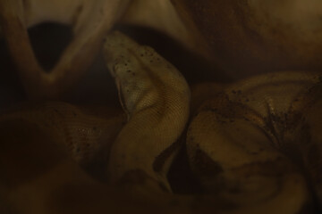 Close-up of Brown Snake Coiled in Dark Environment - Reptile Wildlife Photography