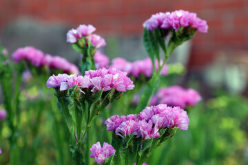 Obraz premium pink statice blooming (dried flowers) in the garden