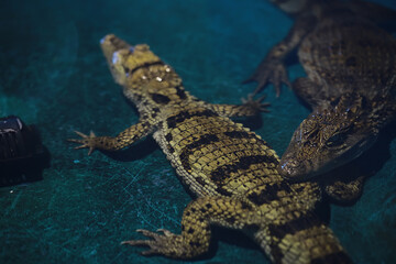 Close-up of Two Crocodiles Resting on a Dark Surface in Captivity