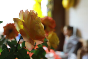 Vibrant Yellow and Orange Roses in Bloom with Blurred Background