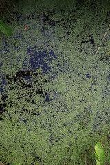 Natural Pond with Green Algae Floating on Water Surface in a Tranquil Wetland Environment