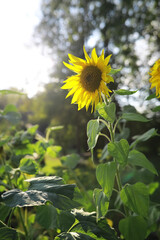 Bright Sunflower Blooming in Summer Garden with Lush Green Foliage and Sunlight