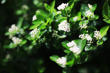 Spring bloom. The first flowers against the background of green spring.