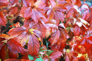 city park without people on an autumn day, bright rays of the sun shine through the crowns of maple...
