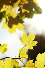 city park without people on an autumn day, bright rays of the sun shine through the crowns of maple...
