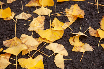 地面に落ちた銀杏の葉っぱ
