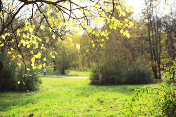 city park without people on an autumn day, bright rays of the sun shine through the crowns of maple...