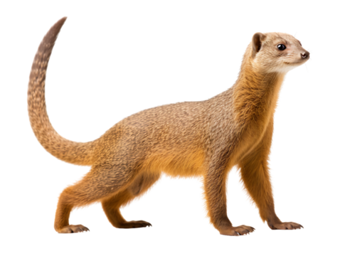 Agile mongoose with upright tail looking ahead with alertness isolated on transparent background