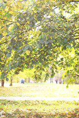 city park without people on an autumn day, bright rays of the sun shine through the crowns of maple...