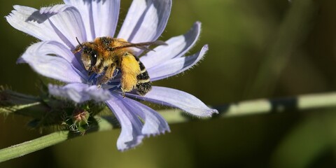 abeille du jardin 44