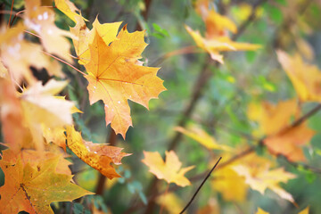 city park without people on an autumn day, bright rays of the sun shine through the crowns of maple trees