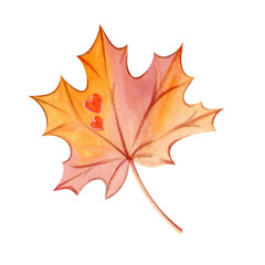 Autumn fallen red maple leaf, leaf fall, foliage with veins, stylized art. Hand drawn floral watercolor illustration. Autumn season, clip art for fashion design, postcard, invitation, dishes, decor