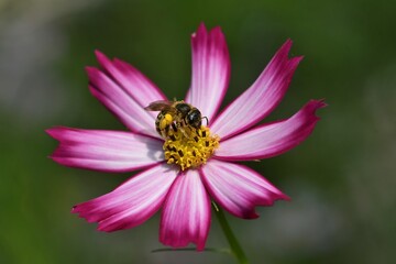 abeille du jardin 43