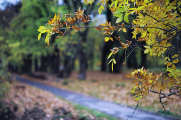 Beautiful autumn park. Russian North. Autumn trees and leaves. Autumn Landscape.Park in Autumn....