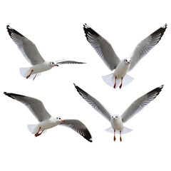 PNG Real medicines medication floating pills 