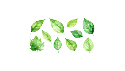 Fresh green leaves, including various plant foliage and tree branches, isolated on a white background