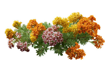 色とりどりの花が咲きそろう寄せ植えの植物_背景透過_切り抜き