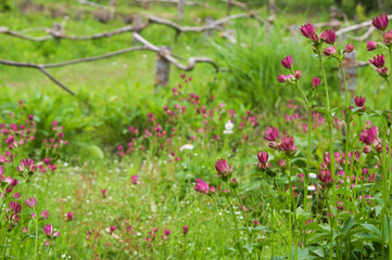 赤いアストランティアの花が咲く自然園2