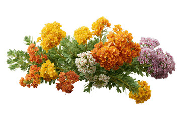 色とりどりの花が咲きそろう寄せ植えの植物_背景透過_切り抜き