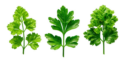 Green Leaves on Transparent Background