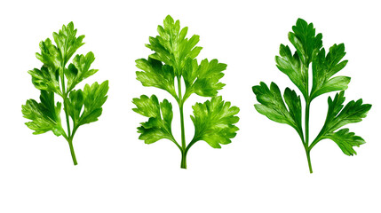 Green Leaves on Transparent Background