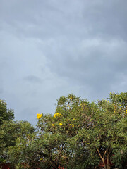 Green tabebuia tree (Trumpet trees) with yellow flower bloom against overcast sky with heavy gray clouds