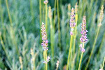 environmental education for children and adolescents. lavender plants in bloom.