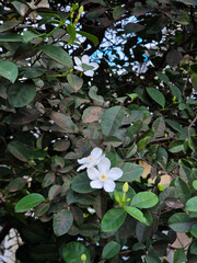 Blooming white flower jasmine surrounded by green leaves in an outdoor garden in soft natural daylight