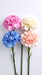 Obraz premium Four pastel carnations