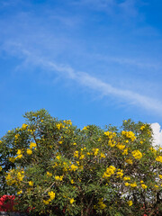 Blooming yellow flowers Tabebuia (Trumpet trees) on a tree against a bright blue sky with white cloud streaks tropical sunny weather