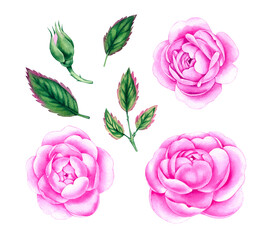 Watercolor hand drawn set of pink blooming roses with leaves and buds. Perfect for wedding invitations, greeting cards, packaging, labels and designs.