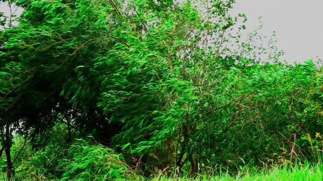 Strong wind shakes the bamboo trees in the forest