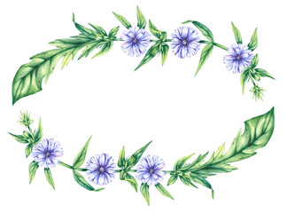 Wreaths chicory field plant on a white background. Hand drawn watercolor flowers plants chicory frame. Chicory Wreath for packaging design, cards, invitations, etc.