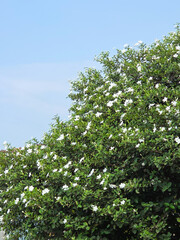 Green jasmine tree with dense foliage and blooming white flowers set against a clear blue sky during sunny daytime in nature