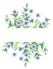Wreaths chicory field plant on a white background. Hand drawn watercolor flowers plants chicory frame. Chicory Frame for packaging design, cards, invitations, etc.