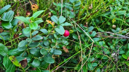 Close-up of a single red lingonberry growing on a green leafy plant in the Norwegian forest. Natural botanical background, ideal for nature, food, and design use