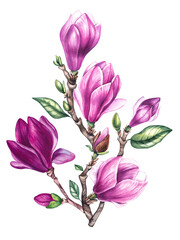 Watercolor bouquet magnolia decorative illustration isolated on white. Luxury flower for cards, invitations, crapbooking, and playful season