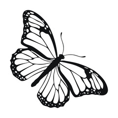 Isolated monochrome butterfly illustration on white background