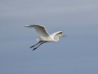 White horon flying over blue sky